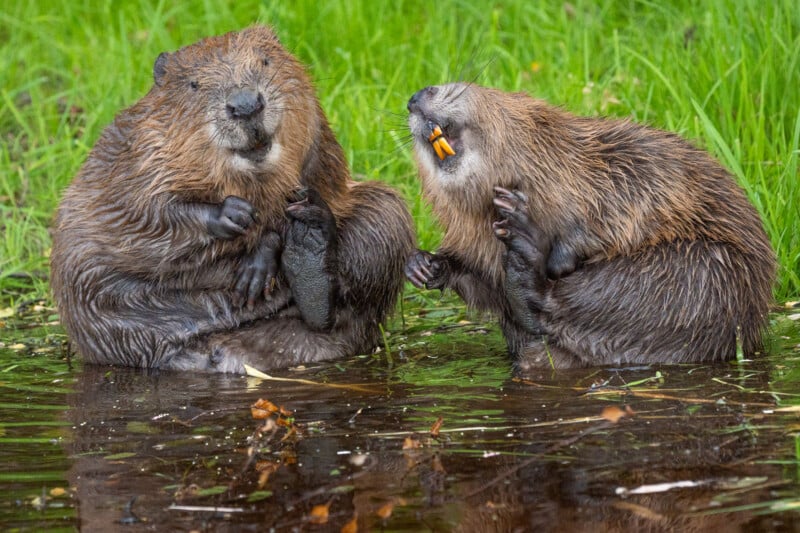 Two beavers sit in shallow water, both holding their webbed hind feet up near their faces while grooming.