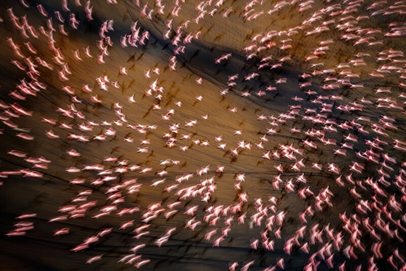 A large flock of flamingos in flight, captured with motion blur against a dark, textured background.