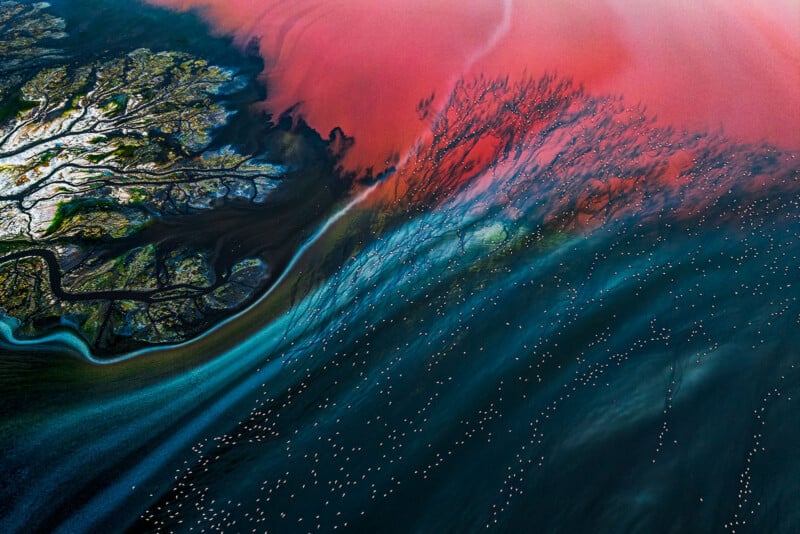 An aerial view shows a flock of white birds flying over dark, textured water next to a vibrant pink lake and a marshy, branching shoreline.