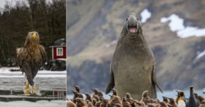 A split image shows a white-tailed eagle walking on ice on the left and a large elephant seal roaring among penguins on the right.
