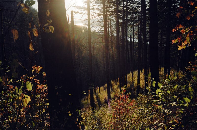 Sunlight filters through a dense forest of tall, thin trees, illuminating the golden autumn foliage on the forest floor.