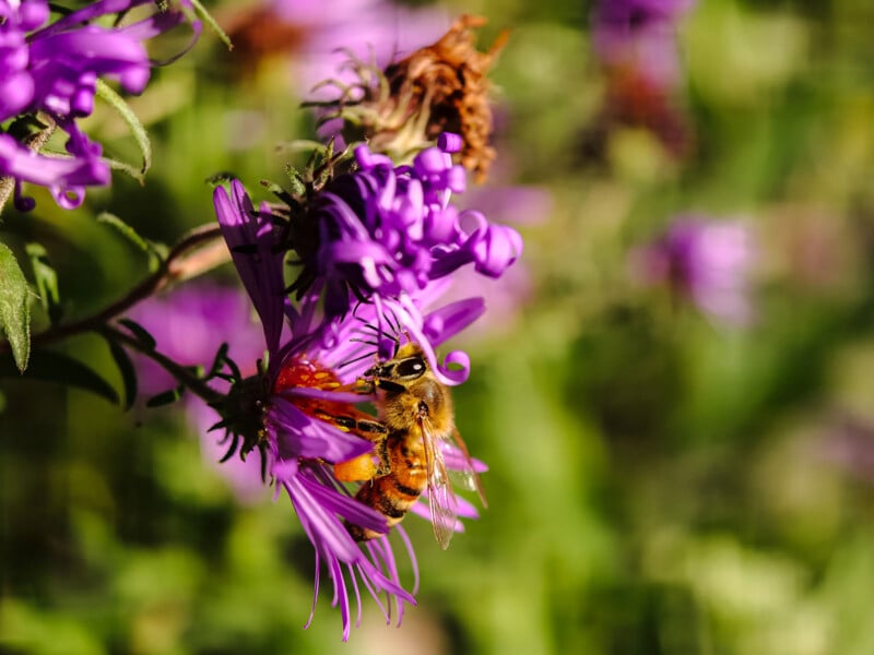 A honeybee gathers pollen from a bright purple aster flower in a sunlit garden.
