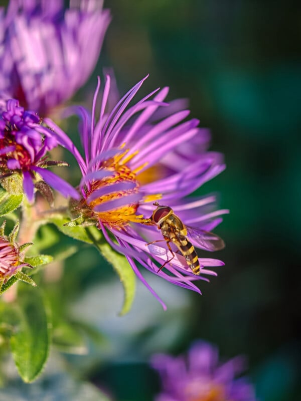 A hoverfly with yellow and black stripes rests on the purple petals of an aster flower.