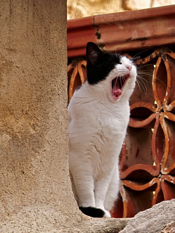 A black and white cat stands between a textured stone wall and a decorative terracotta screen, yawning with its mouth wide open.