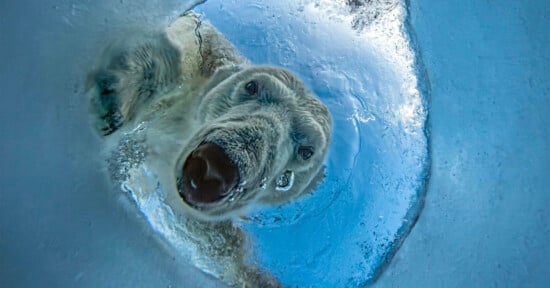 A polar bear swims toward the surface, looking up through a circular opening in the ice.
