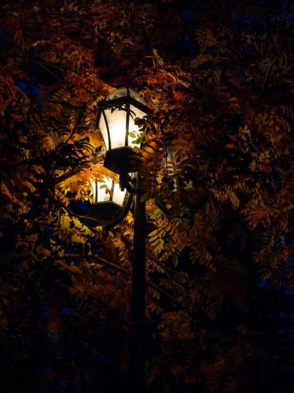 A lit vintage-style street lamp stands nestled among the golden, orange, and brown leaves of a tree at night.