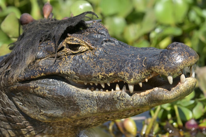 A close-up profile view of a caiman with a clump of dark, matted aquatic vegetation resting on its head, set against a blurred green background.