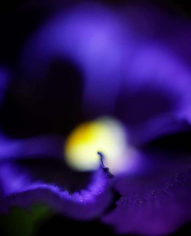 A close-up, soft-focus view of a deep purple flower with a glowing yellow and white center.