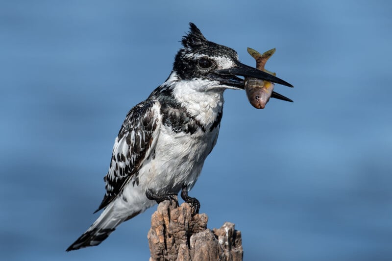 A pied kingfisher with black and white plumage perches on a weathered wooden post, holding a small fish in its beak against a blue background.