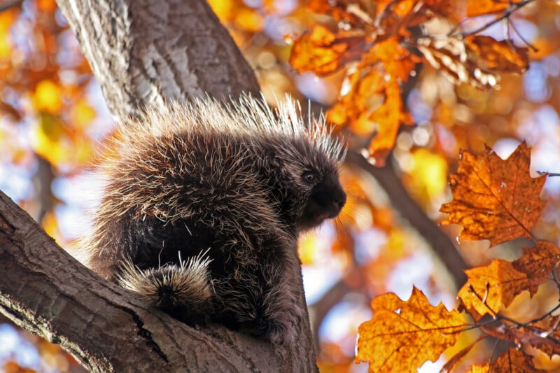 A porcupine with spiky, light-tipped quills sits perched on a thick tree branch surrounded by vibrant orange autumn leaves.
