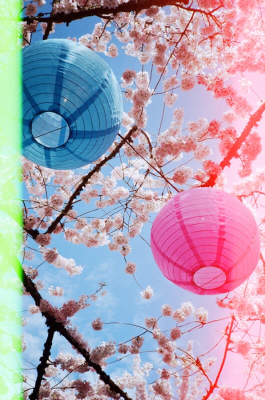 A blue paper lantern and a pink paper lantern hang from cherry blossom branches against a clear blue sky.