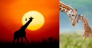 A split-screen image showing a giraffe silhouette against a large sunset on the left and a close-up of an adult and baby giraffe on the right.