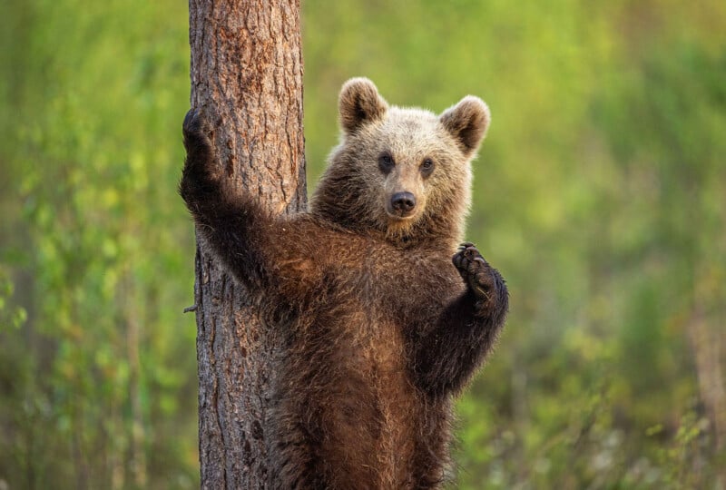 A brown bear cub stands upright against a tree trunk, looking toward the camera with one paw raised.