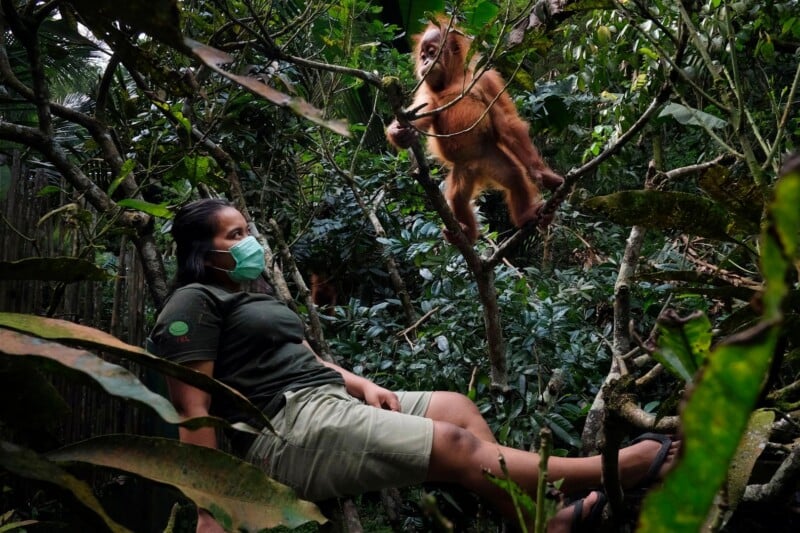 A person wearing a green face mask and uniform sits in a tree, looking up at a young orangutan perched on a branch above them.