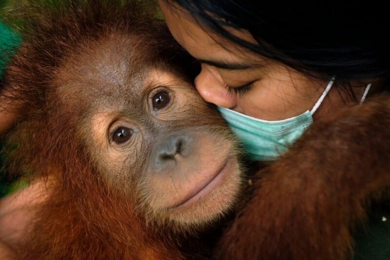 A person wearing a light blue face mask gently nuzzles a young orangutan, who looks directly toward the camera.