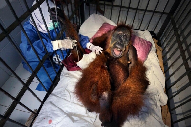 A person in medical scrubs and a face mask administers an IV to an orangutan lying on a bed inside a metal enclosure.