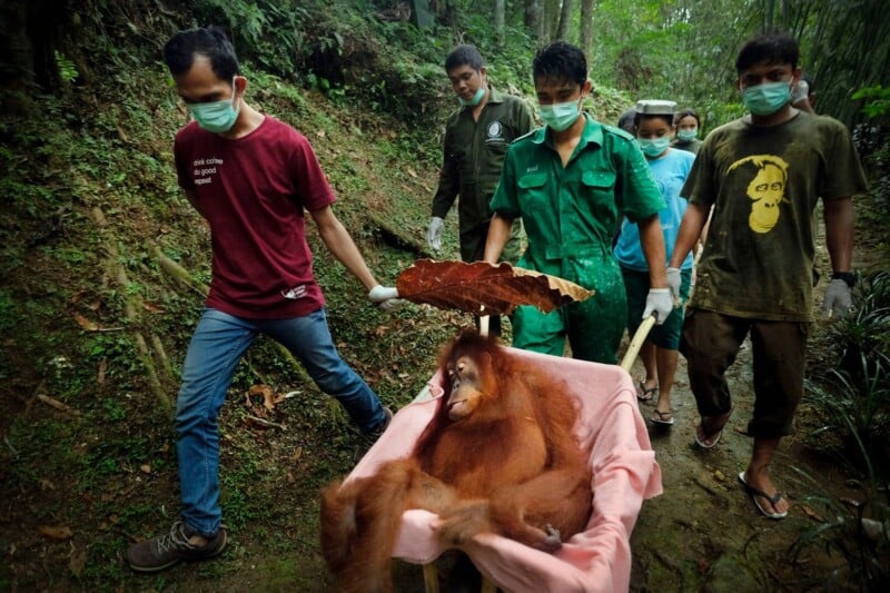 A group of people wearing face masks transport an orangutan in a wheelbarrow lined with a pink blanket through a forest.