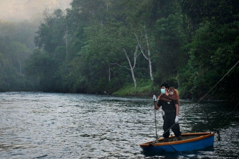 A person wearing a face mask and gloves stands in a small blue boat on a river, carrying an orangutan on their back.