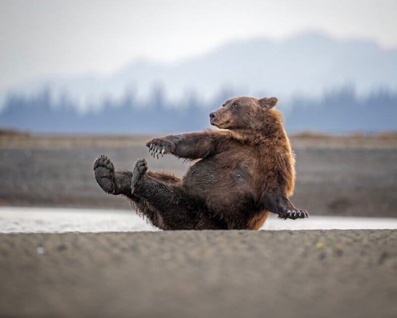 A brown bear sits on a sandy riverbank with its legs extended in the air, looking toward the right.