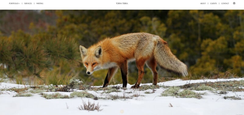 A red fox walks across a snow-covered landscape with pine trees in the background.