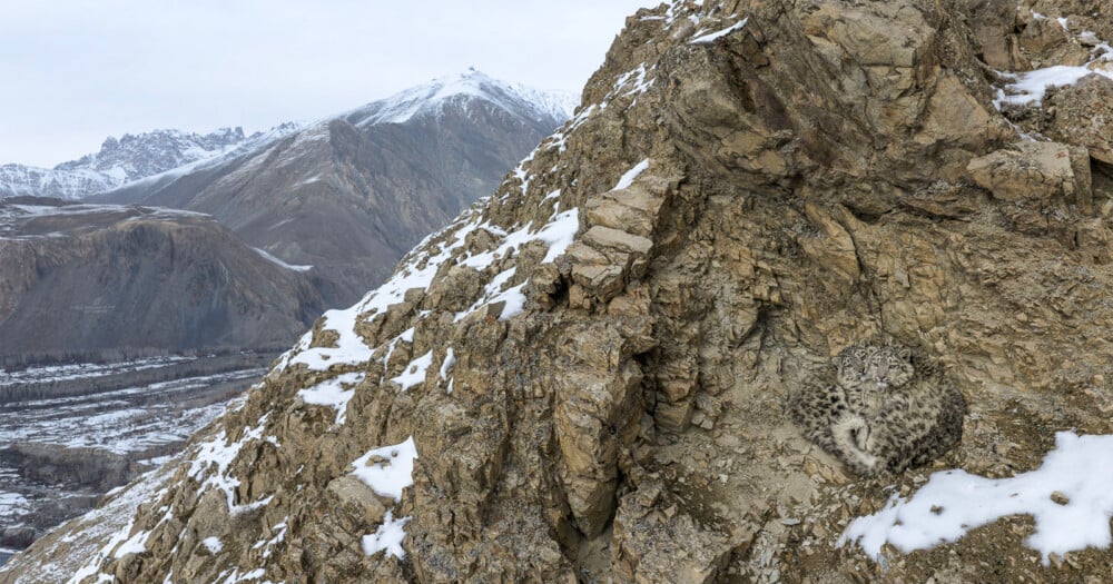 Two snow leopards are curled up together in a rocky crevice on a snowy mountainside overlooking a valley.