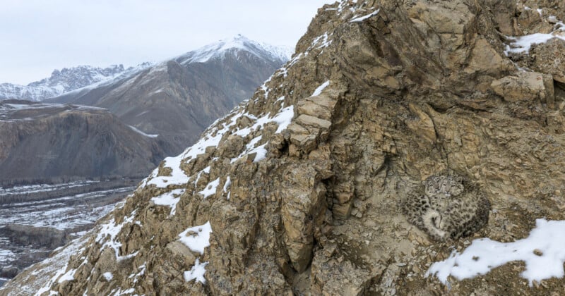 Two snow leopards are curled up together in a rocky crevice on a snowy mountainside overlooking a valley.