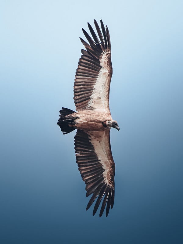 A vulture with large, spread wings soars against a clear, light blue sky.