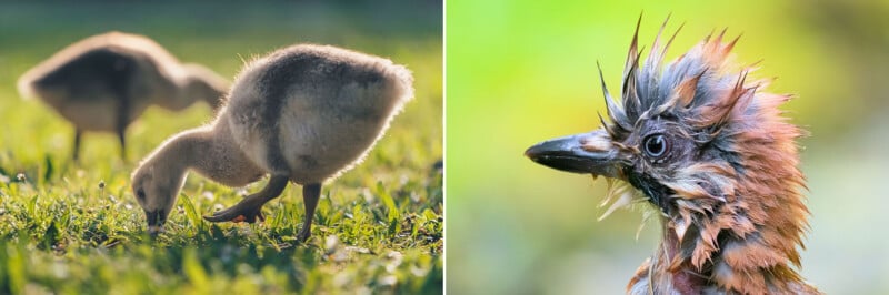 A split image showing a gosling foraging in grass on the left and a close-up portrait of a bird with spiky, wet-looking feathers on the right.