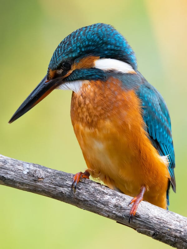 A common kingfisher with vibrant blue and orange plumage perched on a thin, weathered branch against a soft green background.