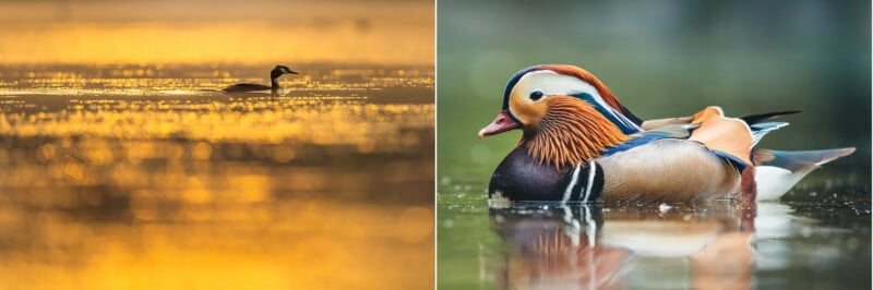 A side-by-side composition showing a small bird swimming on a golden, sun-dappled lake on the left and a colorful male mandarin duck on the right.