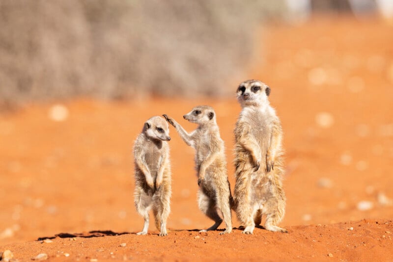 Three meerkats stand on orange sand, with the middle one reaching out to touch the head of the one on the left.