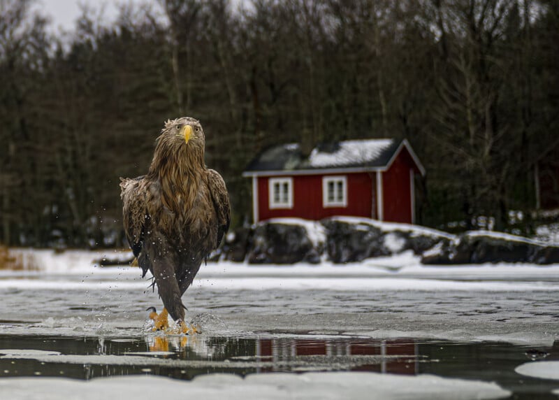 A white-tailed eagle walks across a partially frozen lake, with a small red cabin in the background.