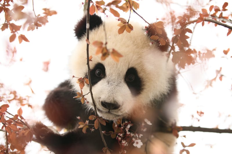 A giant panda cub peers through the branches of a tree filled with small, reddish-brown leaves and white blossoms.