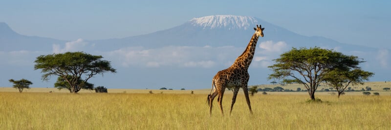 A giraffe walks through a grassy savanna with a large, snow-capped mountain in the background under a clear blue sky.