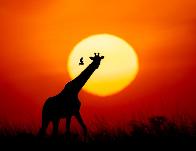 A silhouette of a giraffe stands in tall grass against a large, bright orange sunset with a small bird flying nearby.
