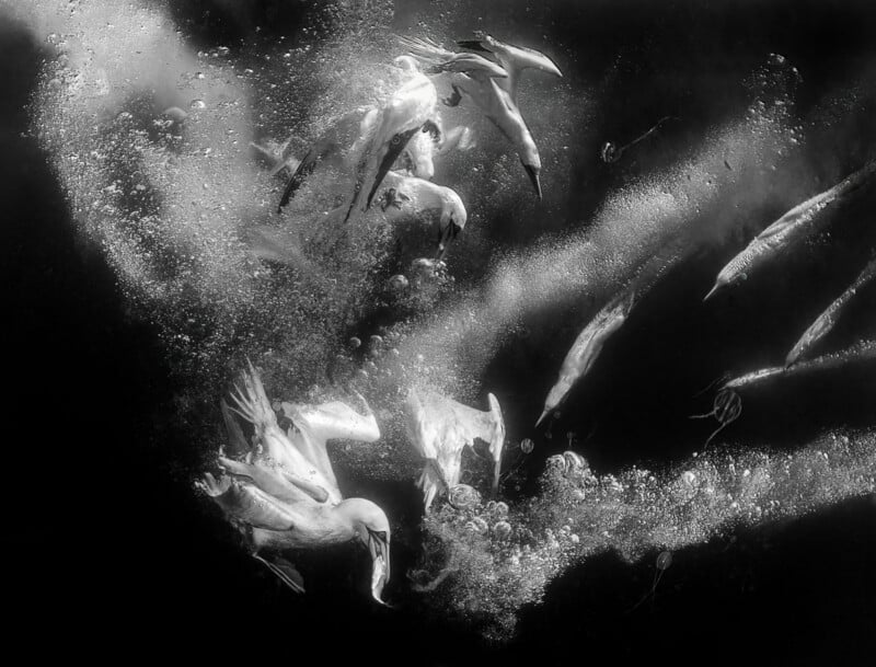 Several northern gannets dive underwater through a cloud of air bubbles, some with fish in their beaks.