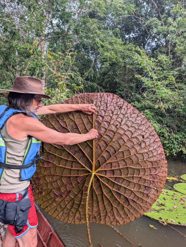 A person wearing a hat and life vest holds up a large, circular, reddish-brown lily pad with a prominent vein structure.