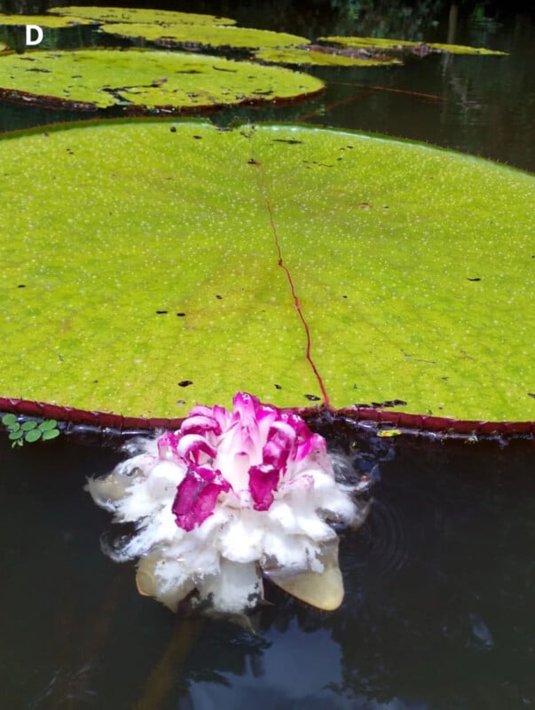 A large, circular lily pad with a prominent red vein floats on dark water next to a white and magenta water lily blossom.