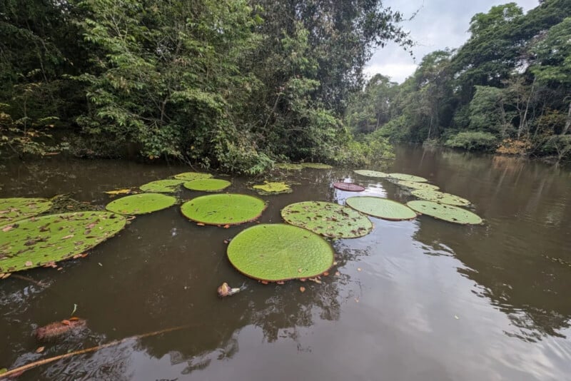 Large, circular lily pads float on the surface of a dark, calm river surrounded by dense green forest.