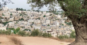 A view of a dense hillside city with light-colored stone buildings, framed by an olive tree in the foreground.