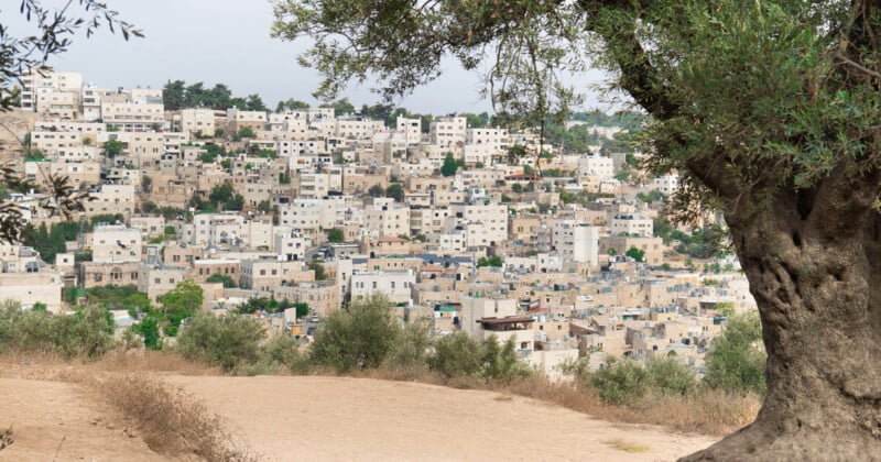 A view of a dense hillside city with light-colored stone buildings, framed by an olive tree in the foreground.