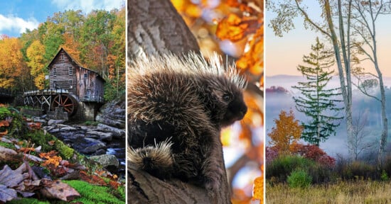 A triptych showing a rustic water mill by a stream, a porcupine perched in a tree, and a misty forest landscape at dawn.