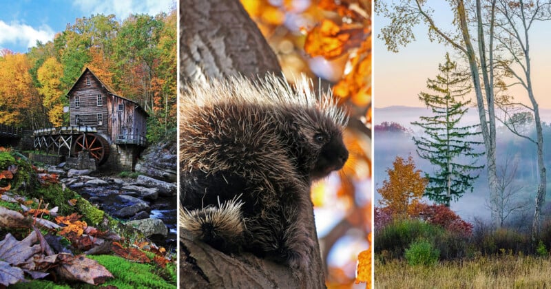 A triptych showing a rustic water mill by a stream, a porcupine perched in a tree, and a misty forest landscape at dawn.