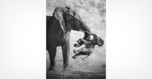 An adult elephant uses its trunk to gently lift a small calf off the ground.
