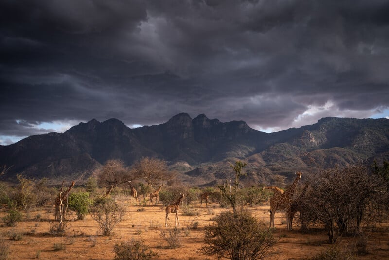 A group of giraffes stands in a dry, arid landscape beneath a dramatic, dark, and cloudy sky with mountains in the background.
