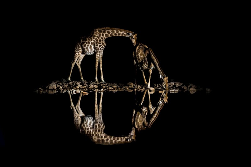 Two giraffes stand at the edge of a dark pool of water at night, their bodies and reflections illuminated against a black background.