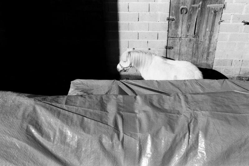 A white pony wearing a halter stands in a patch of sunlight against a brick wall next to a wooden door, partially obscured by a large, dark tarp in the foreground.