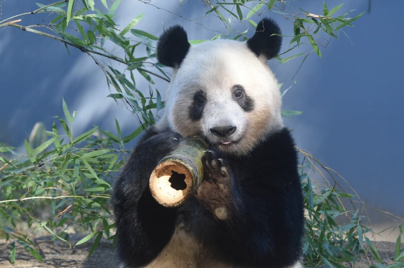 A giant panda sits in front of bamboo branches, holding a thick, hollow piece of bamboo in its paws.