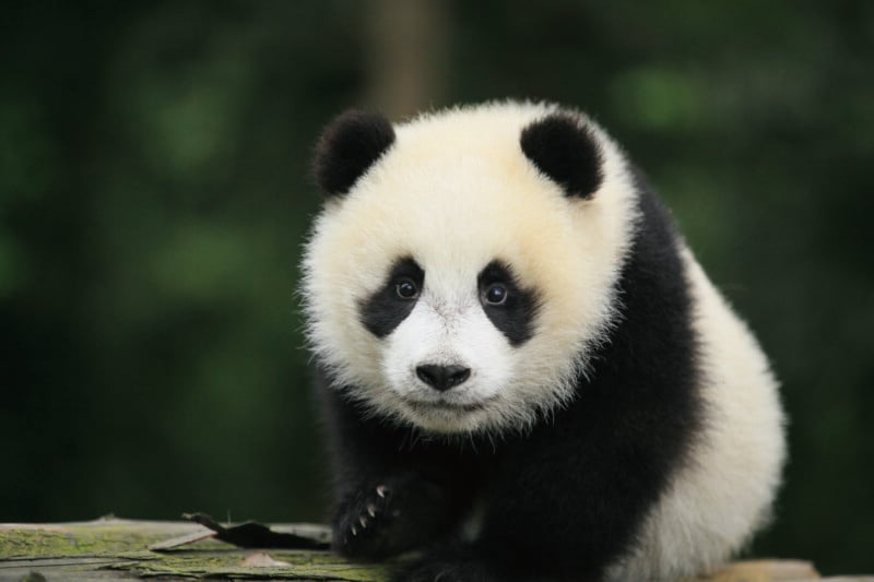 A young giant panda sits on a wooden surface, looking directly at the camera against a blurred green background.
