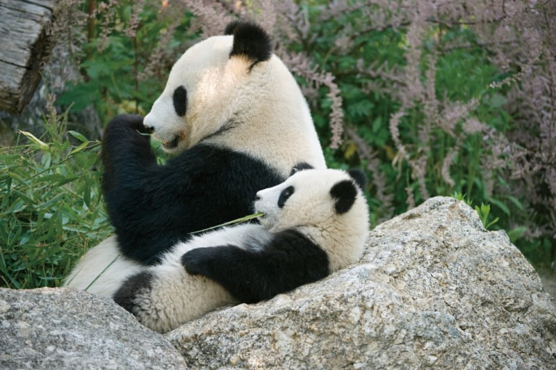 A mother giant panda and her cub sit on a large rock, both eating bamboo stalks.